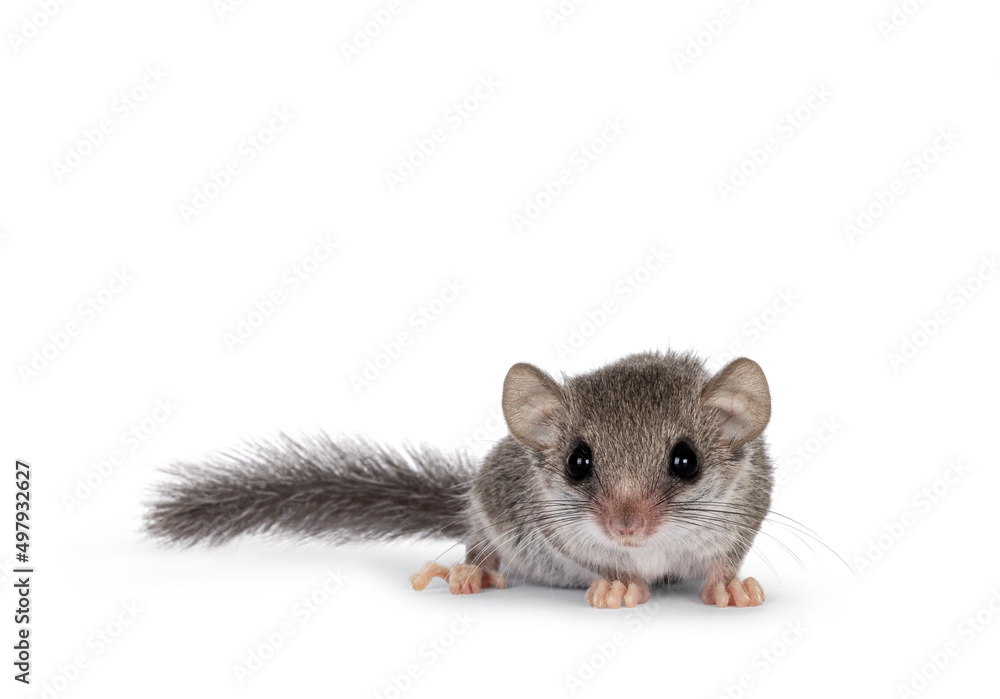 Cute tiny African dormouse aka Graphiurus murinus, standing facing front. Looking straight into lens showing both eyes, Isolated on a white background. Cute tiny African dormouse aka Graphiurus murinus, standing facing front. Looking straight into lens showing both eyes, Isolated on a white background.