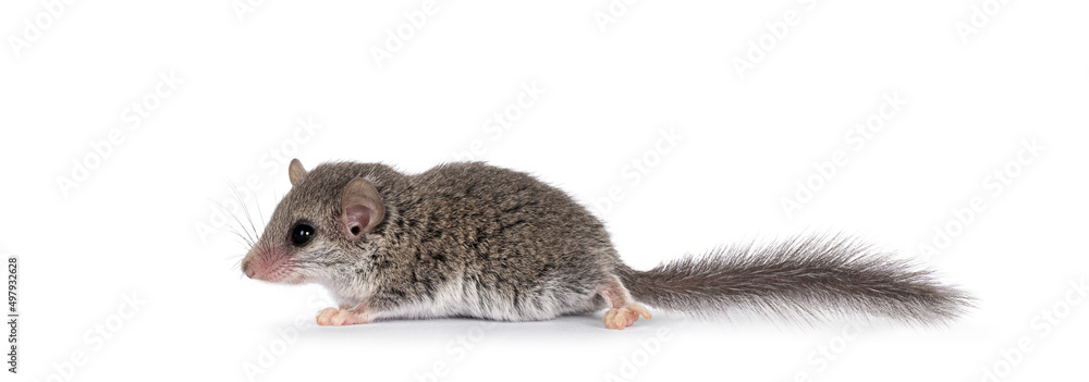 Obraz premium Cute tiny African dormouse aka Graphiurus murinus, standing side ways. looking ahead away from camera, isolated on a white background.