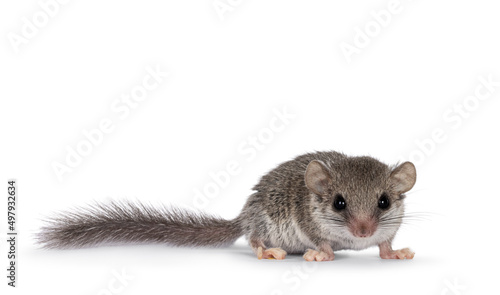 Cute tiny African dormouse aka Graphiurus murinus, standing facing front. Looking straight into lens showing both eyes, Isolated on a white background.