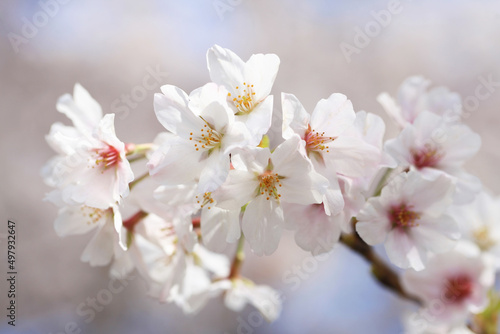 背景が美しい桜の花（ソメイヨシノ）
