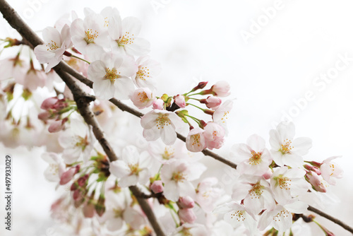 桜の花（ソメイヨシノ） © Tsuruko