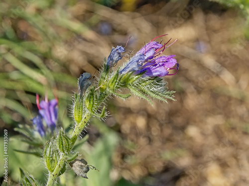 Close up of brigt purple viper`s bugloss flower photo