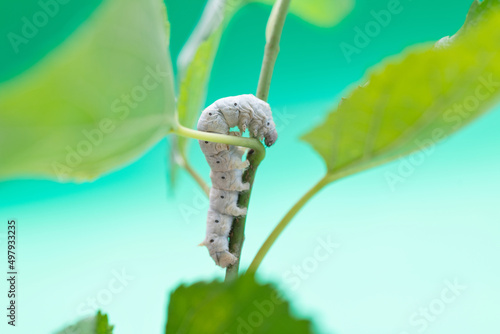 One silkworm eating mulberry leaves photo