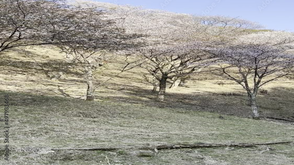 吉野山 桜 日本三大桜 吉野熊野国立公園 奈良県