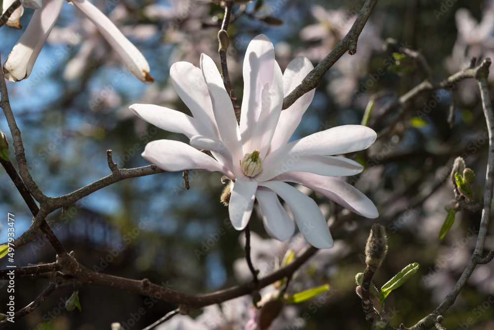 magnolia blossom close up