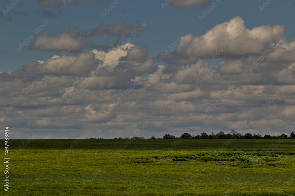 Green field. Young sprouts of crops of wheat, barley or rye or other cereals, a concept of agriculture and agronomy. Countryside landscape. Agriculture. Natural carpet. Odessa Oblast, Ukraine.
