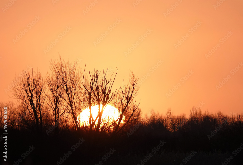 A beautiful view of the sunrise through the silhouetted bare trees in winter