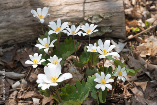 Sanguinaria canadensis​​ or bloodroot wildflowers in the park photo