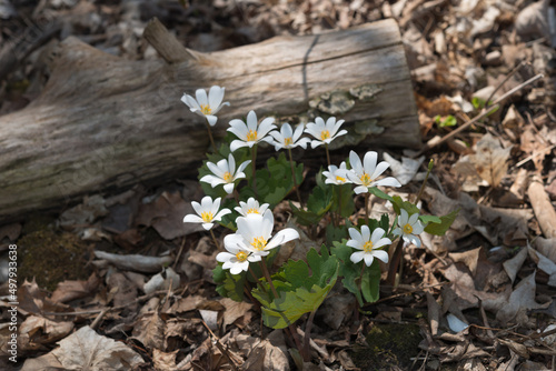 Sanguinaria canadensis​​ or bloodroot wildflowers in the park photo