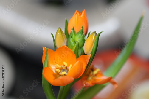 Close Up of a Flower