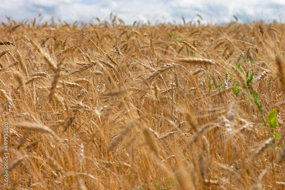 Wheat field. Ears of golden wheat close up. Wheat field. Ears of golden wheat close up.
