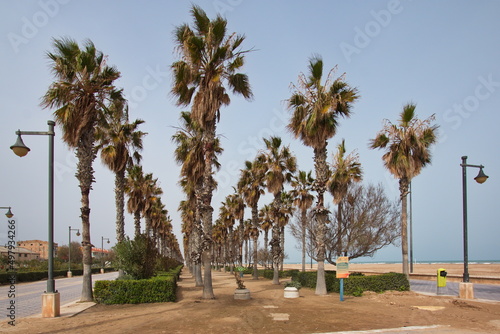 Palm trees at Playa de las Arenas in Valencia,Spain,Europe 