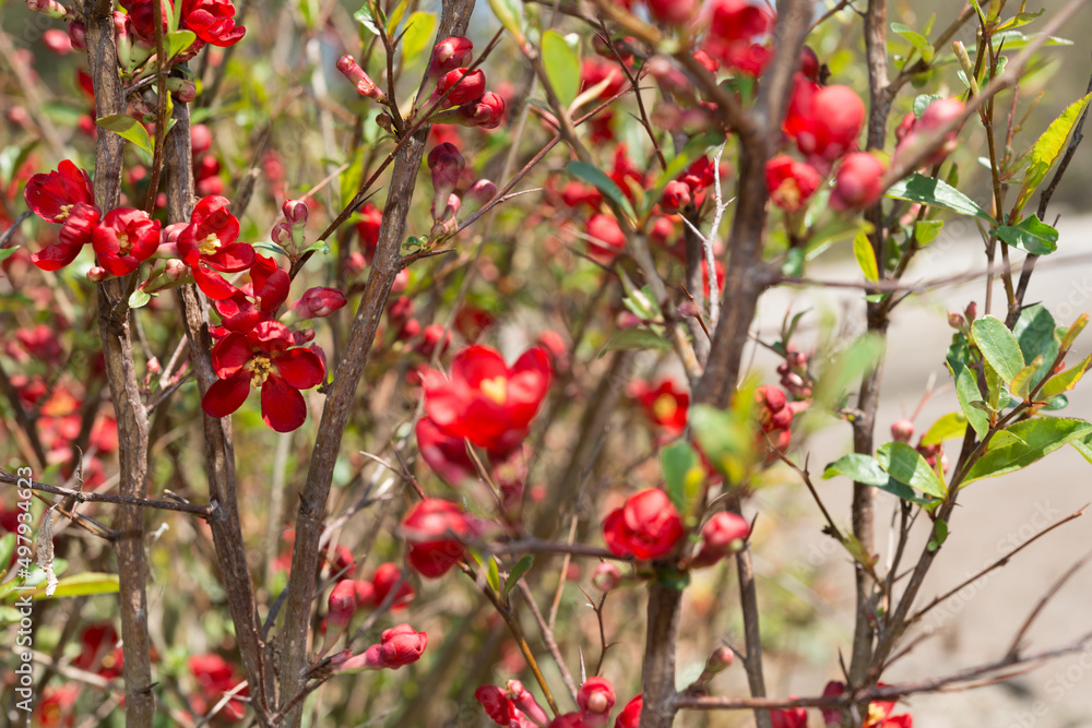 red Chaenomeles blossoms and buds in spring