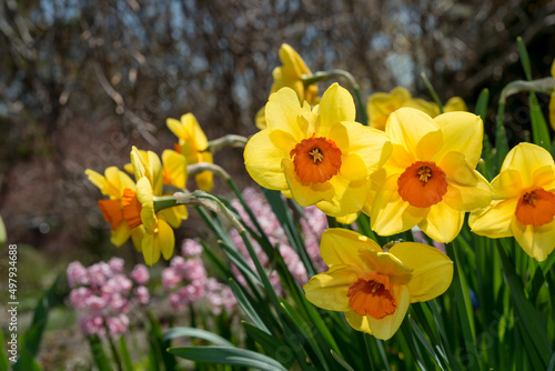 yellow daffodils in spring