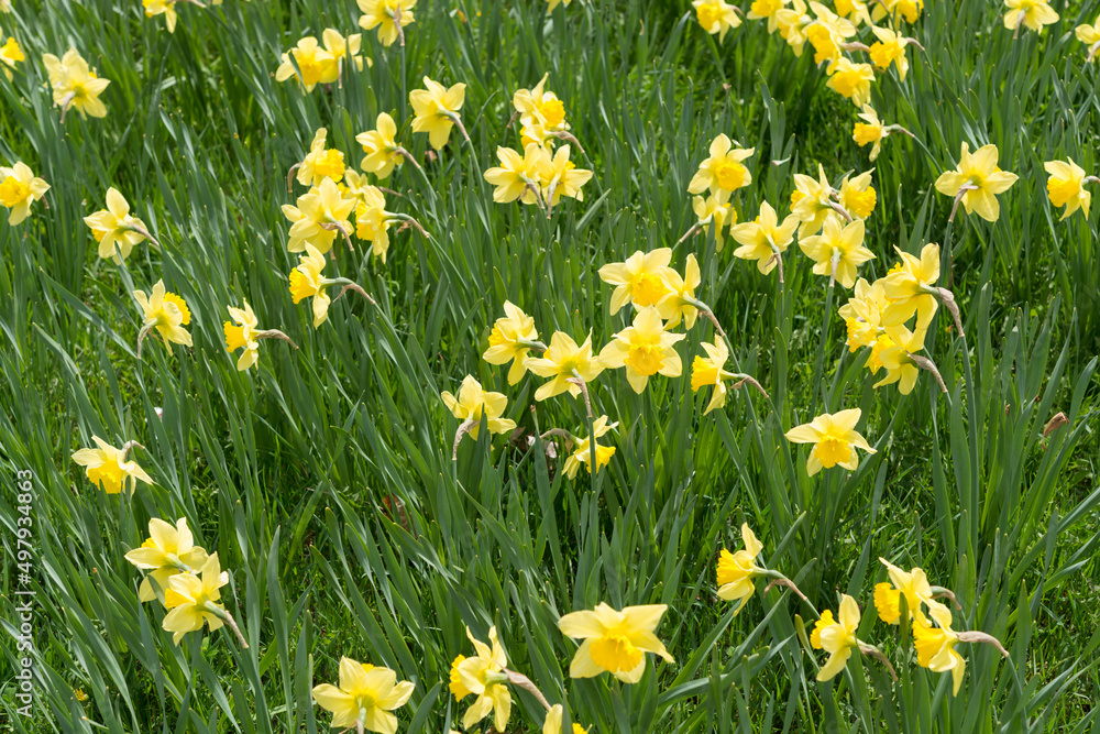 field of daffodils field of daffodils