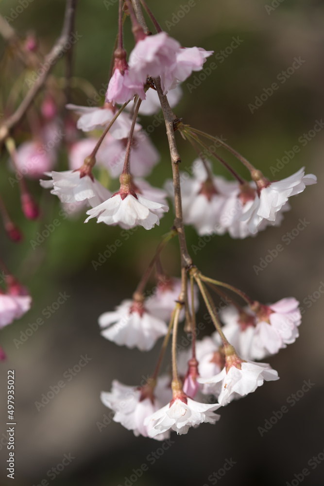 cherry blossoms on a bokeh background cherry blossoms on a bokeh background