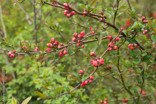 red pink Chaenomeles buds on branches in spring