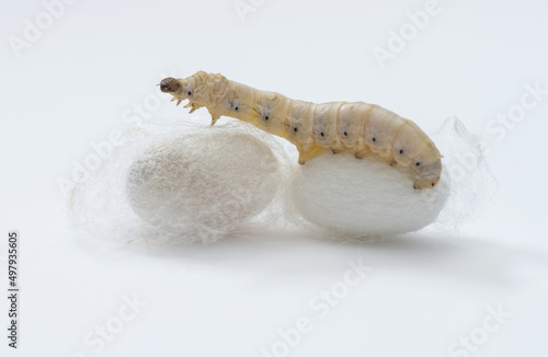 Fotografía Silkworm make cocoon on white background