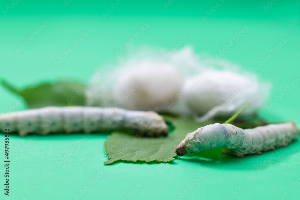 Fototapeta premium Silkworms make cocoon on green mulberry leaf