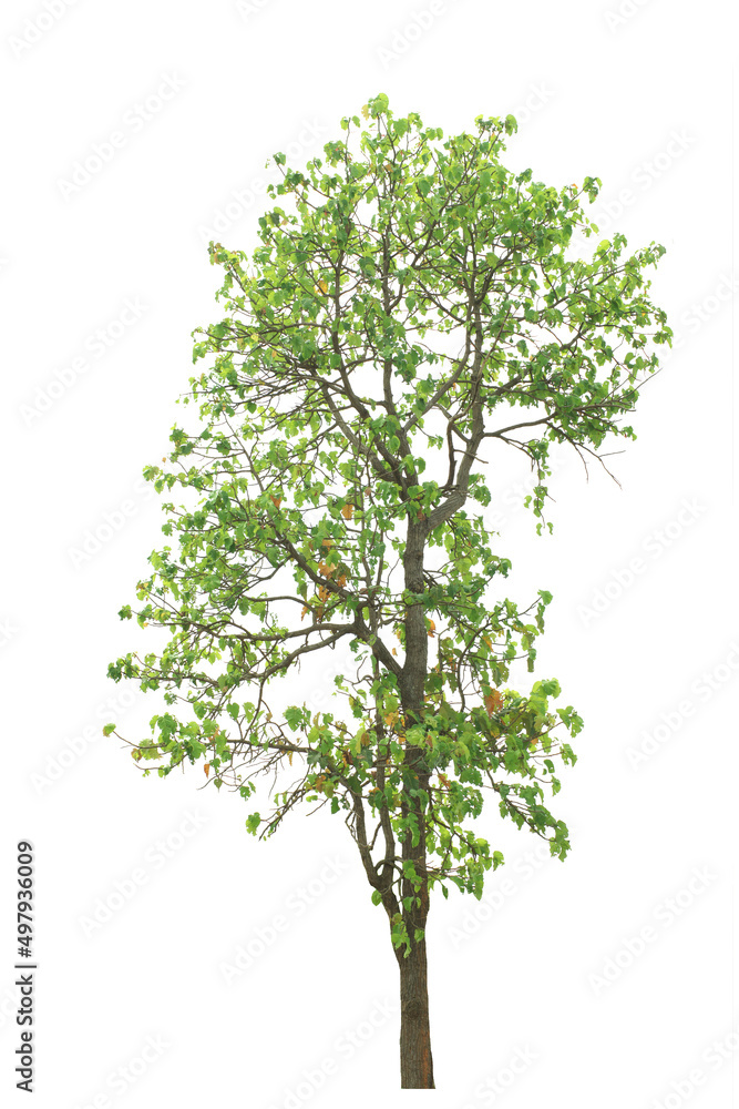 tropical green tree side view isolated on white background for landscape and architecture drawing, elements for environment and garden tropical green tree side view isolated on white background for landscape and architecture drawing, elements for environment and garden