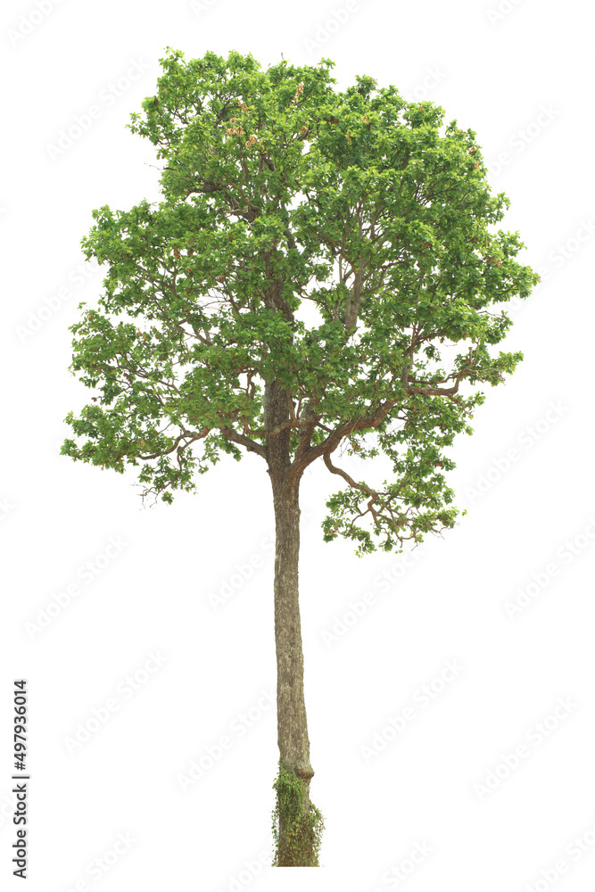 tropical green tree side view isolated on white background for landscape and architecture drawing, elements for environment and garden tropical green tree side view isolated on white background for landscape and architecture drawing, elements for environment and garden
