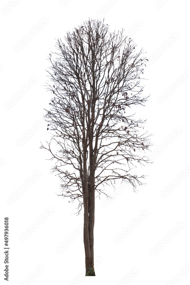 tree side view isolated on white background for landscape and architecture drawing, elements for environment and garden tree side view isolated on white background for landscape and architecture drawing, elements for environment and garden