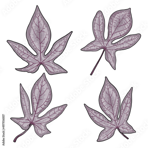 Set of Sweet potato vine leaf. Dicotyledonous plant, bindweed or morning glory leaves collection. Ipomoea batatas Vegetable Yam use for decoration and food. Vector.