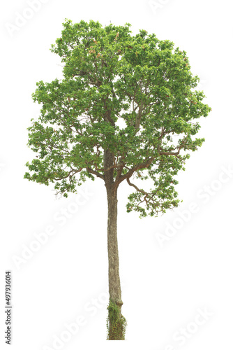 tropical green tree side view isolated on white background for landscape and architecture drawing  elements for environment and garden