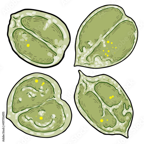 Set of Chelsea Wax Plant green leaf. Hoya Carnosa leaves collection. Succulent lush. Vector.