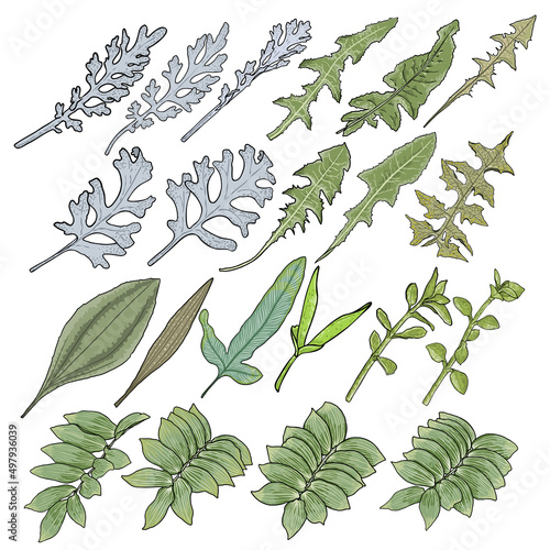 Set of leaves. Decorative floral plant leaf, flower branches and twigs. Hand drawn herb set, lush and elegant exotic leaves for decoration design. Botanical green weeds and bushes. Vector. photo