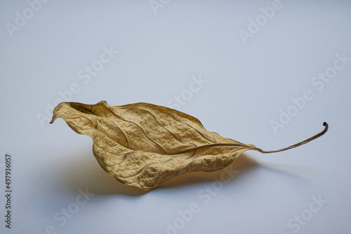 on a white background lies a dry yellow fallen leaf, veins and fakrura are visible on it