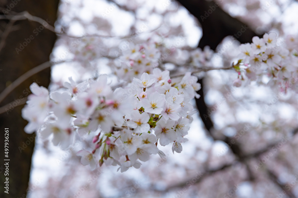 Cherry blossom at the park cloudy day Cherry blossom at the park cloudy day