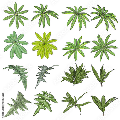 Floral set of leaves. Decorative plant leaf, flower branches and twigs. Hand drawn herb set, lush and elegant exotic leaves for decoration design. Botanical green weeds. Vector.