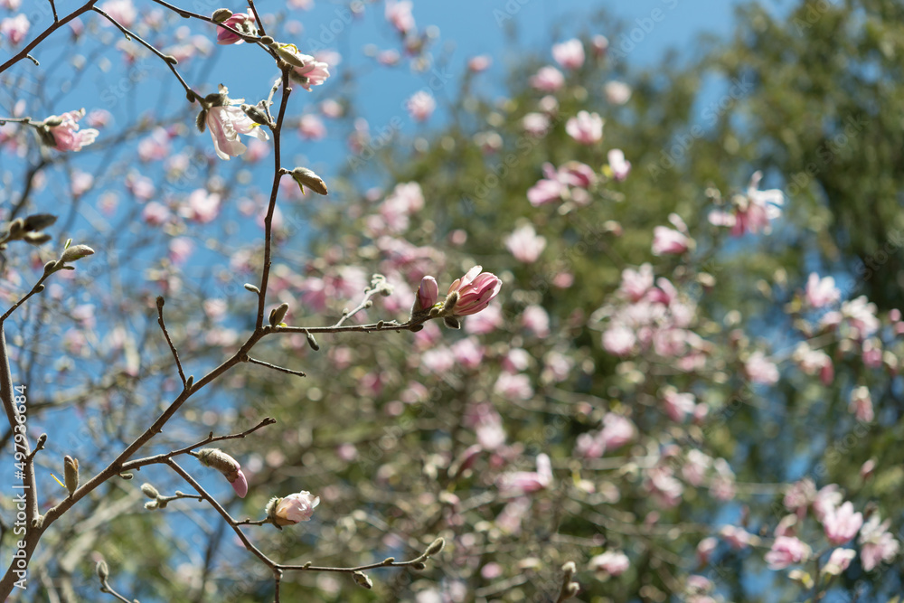 magnolia blossoms on a spring background magnolia blossoms on a spring background