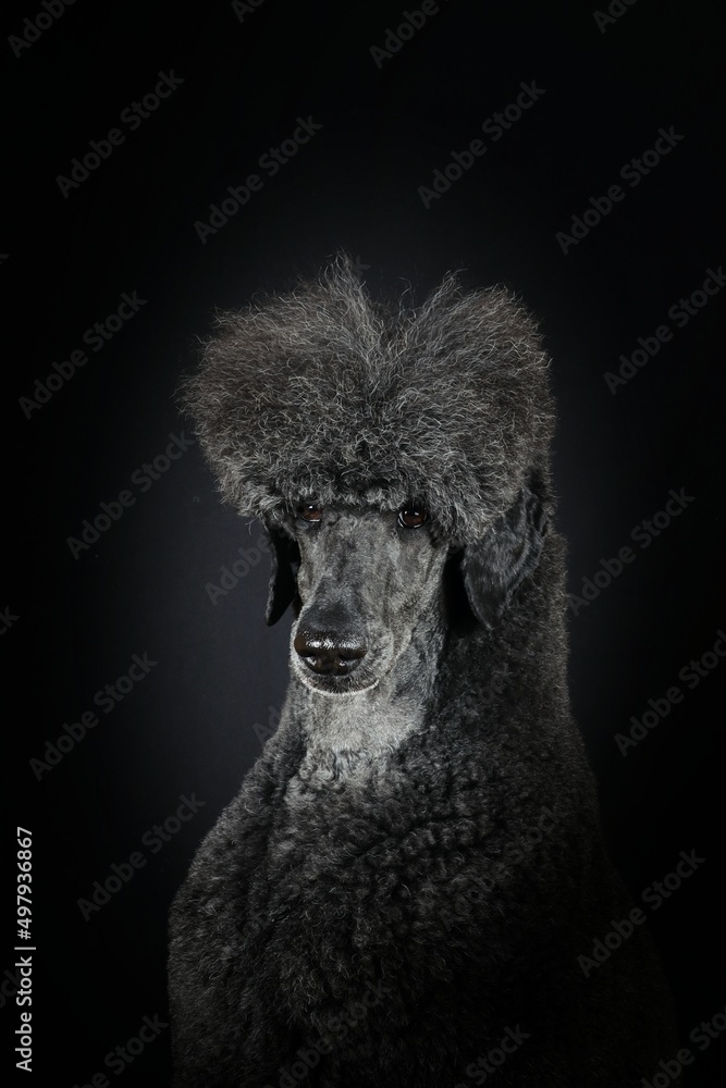 black royal poodle isolated on studio black royal poodle isolated on studio