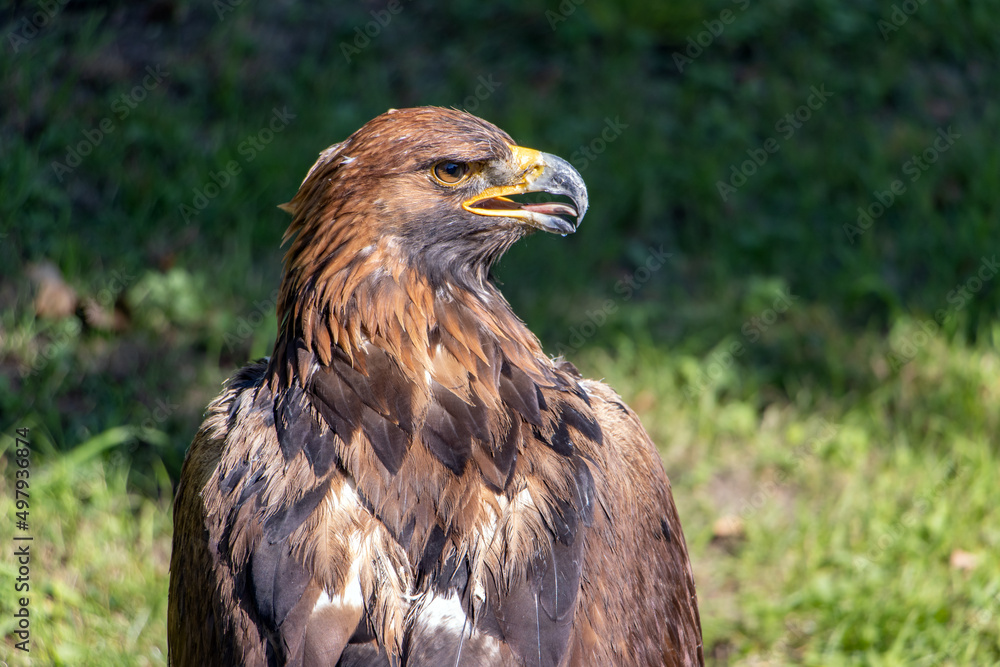 The portrait of The Golden Eagle (Aquila chrysaetos) on a green background The portrait of The Golden Eagle (Aquila chrysaetos) on a green background