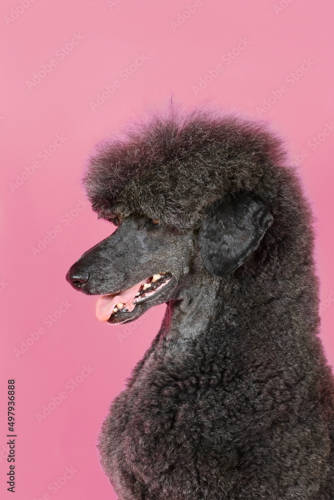 black royal poodle isolated on color background black royal poodle isolated on color background