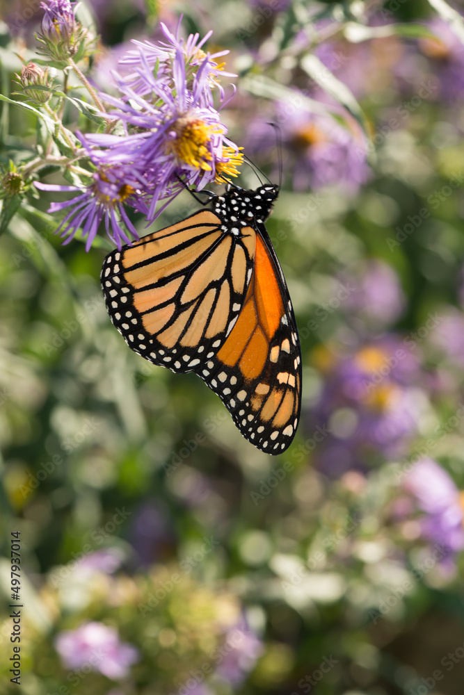 Fototapeta premium monarch butterfly on flower
