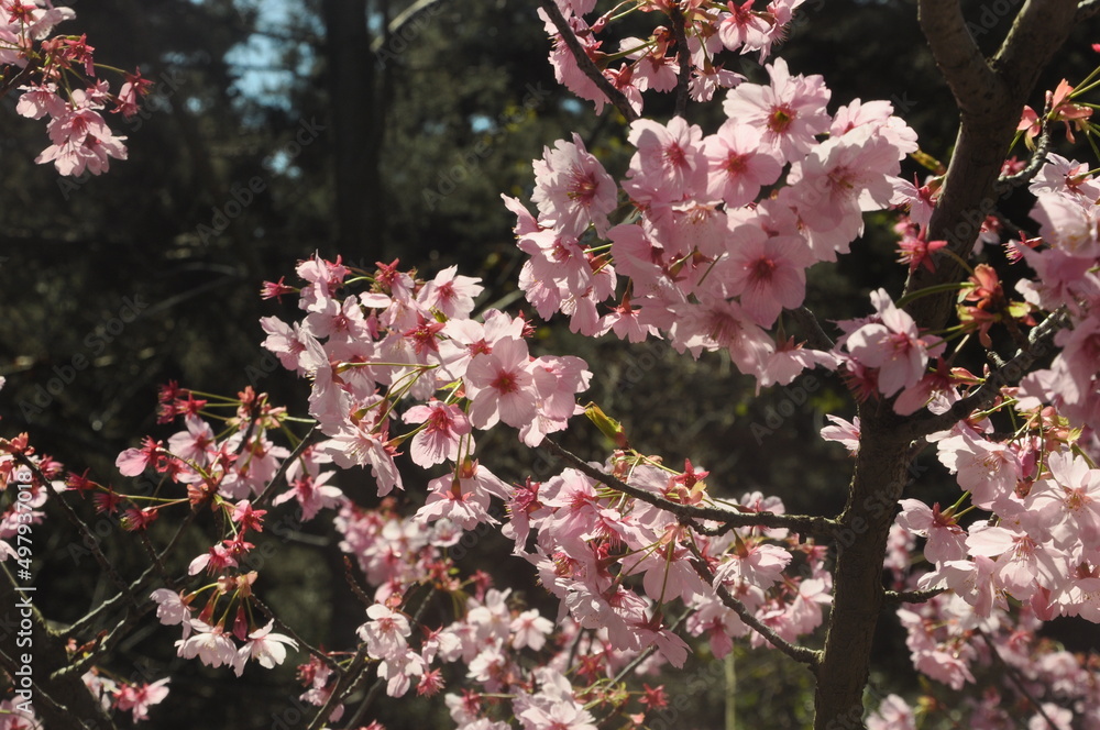 pink cherry blossoms
