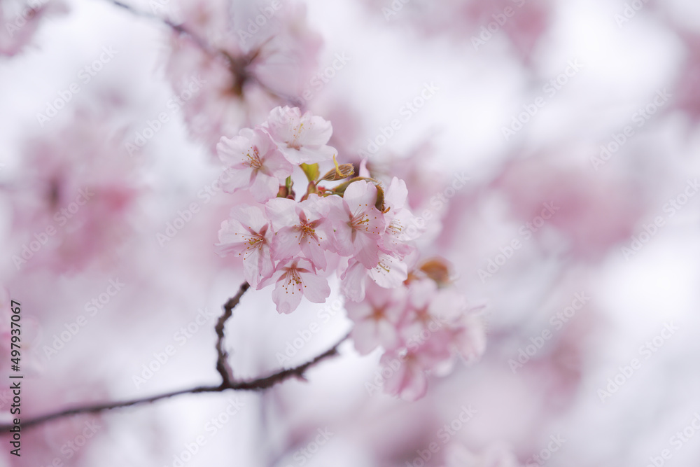 spring pink cherry blossoms. a branch with plum flowers. blurred background spring pink cherry blossoms. a branch with plum flowers. blurred background