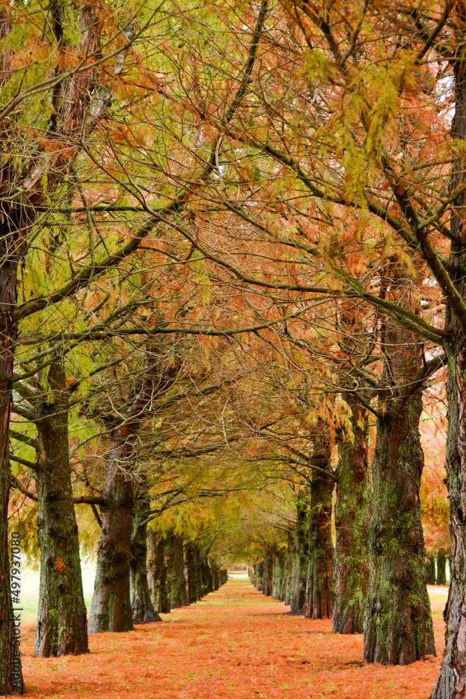 path of trees in autumn 