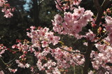 pink cherry blossoms