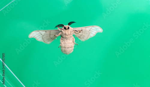 Photos Silk moth on green background