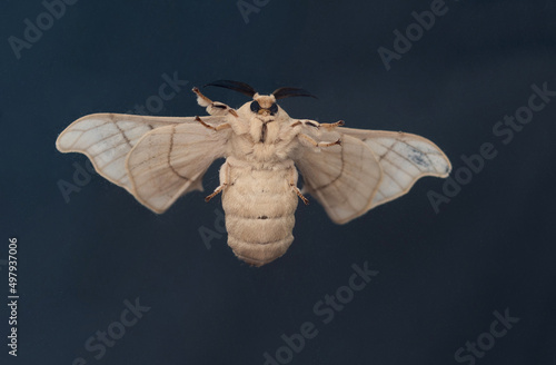Fotografie Silk moth on black background