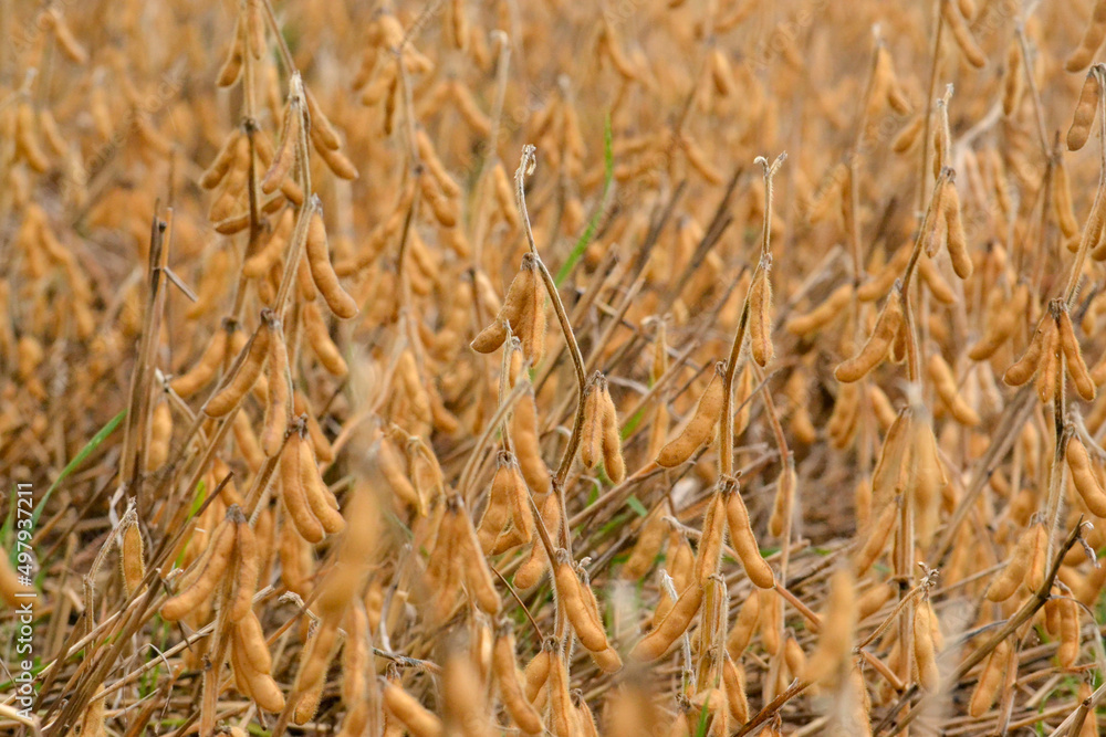 Fototapeta premium Soybean fields