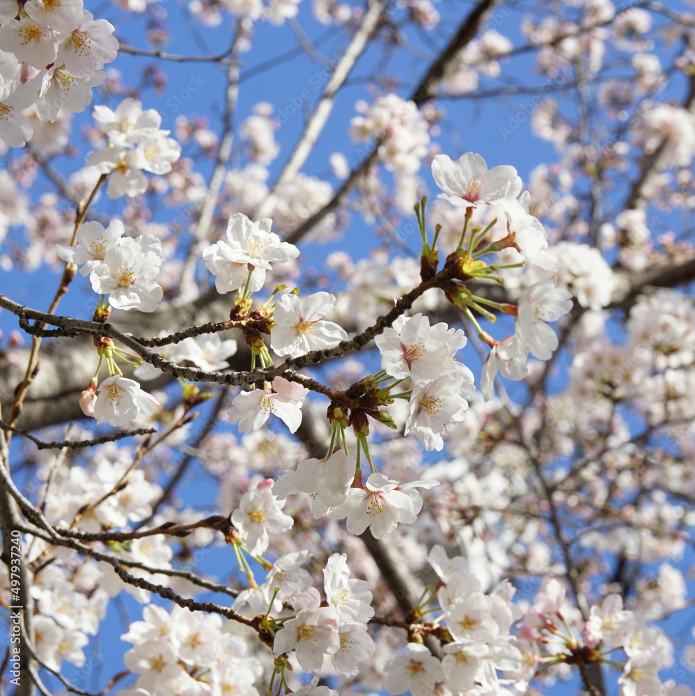 大阪桜ノ宮 桜並木 大阪桜ノ宮 桜並木