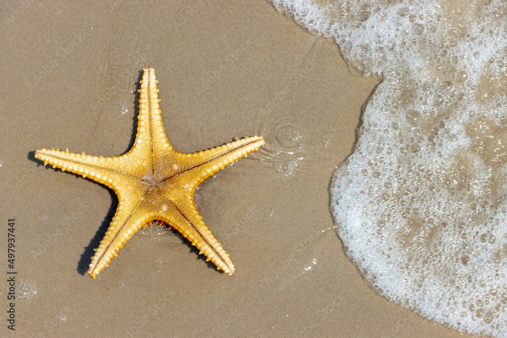 Starfish lying on the sea beach with a waves, top view Starfish lying on the sea beach with a waves, top view