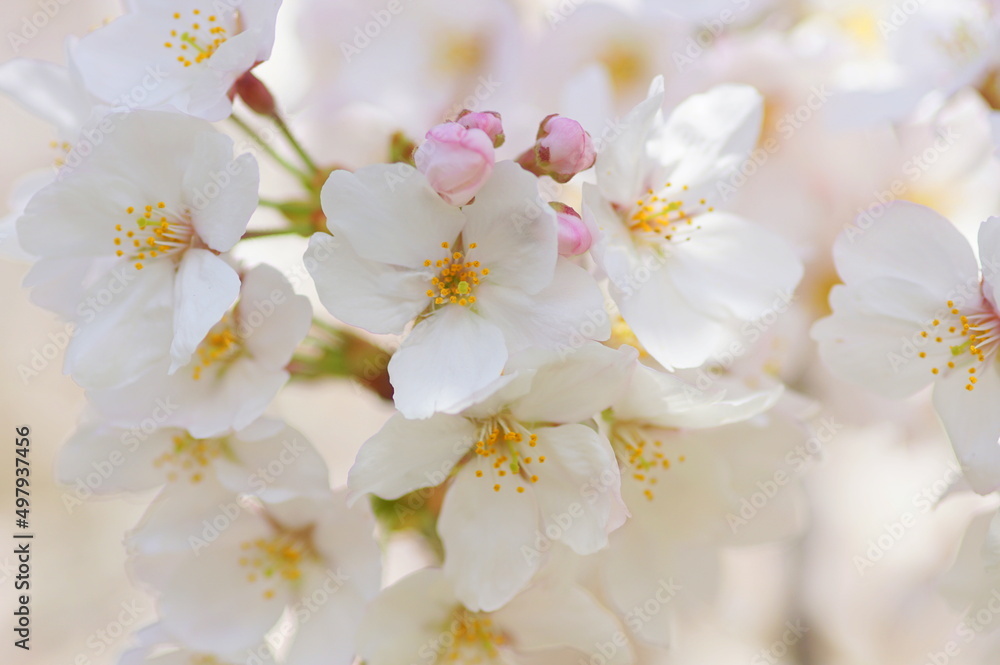 満開の桜 満開の桜