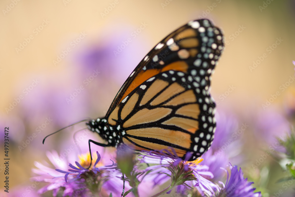Fototapeta premium monarch butterfly on flower - sand and violet bokeh background (blank space)
