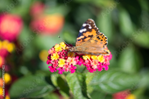 spotted butterfly on Lantana blossoms
